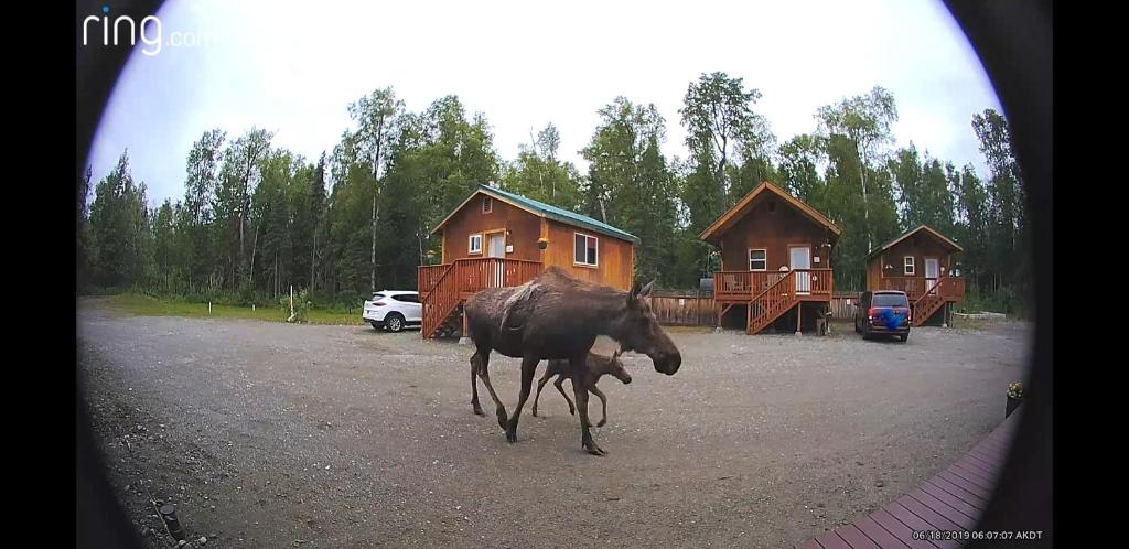 Talkeetna Love-Lee Cabins Main image 2